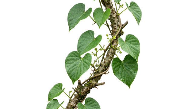 Heartshaped leaves of tinospora cordifolia vine isolated on transparent background