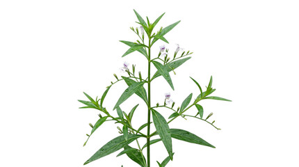 Fototapeta premium Andrographis paniculata plant isolated on transparent background