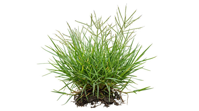 Crabgrass plant with roots isolated on transparent background