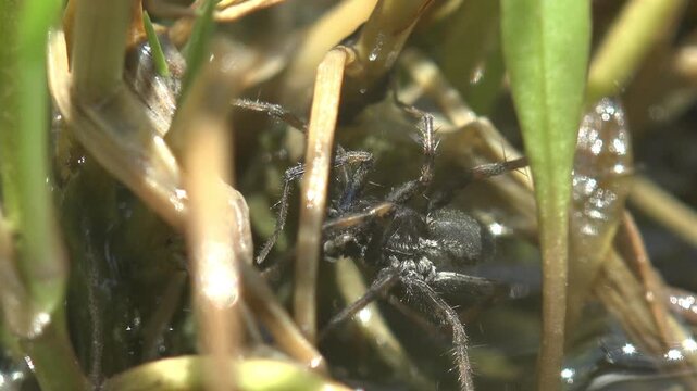 Dark hairy wolf spider sitting on dry reed stems above shallow water, rapidly vibrating its chelicerae. Macro in hard sunlight, very shallow depth of field, sparkling water behind