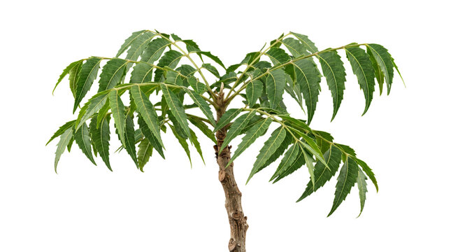 Small neem tree sapling with green leaves isolated on transparent background