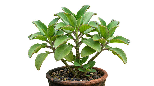 Kalanchoe pinnata plant in a pot isolated on transparent background