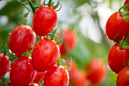 Bunch of fresh ripe red grape tomatoes hanging on the vine in organic garden
