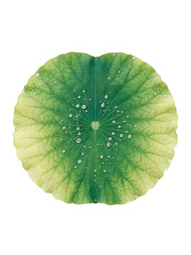 Single round green lotus leaf with water droplets isolated on transparent background