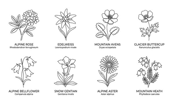 Alpine rose rhododendron flowers line art drawing nature.