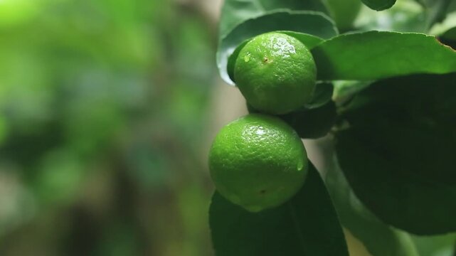 Close-up of a fresh green lime growing on a citrus tree surrounded by natural green foliage. The unripe tropical fruit represents citrus cultivation, organic farming, fresh produce, healthy food, and 