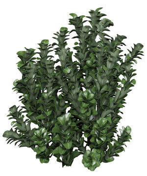 Small Leaf Clusia Isolated PNG, Dense Upright Evergreen Hedge Shrub, Transparent Background