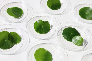 Fototapeta premium Centella asiatica leaves inside lab petri dishes on white background.