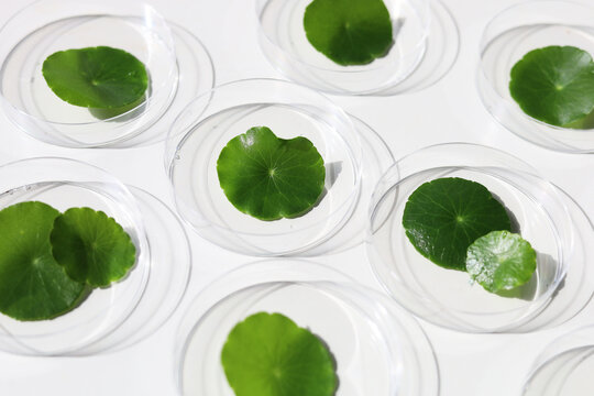 Centella asiatica leaves inside lab petri dishes on white background.