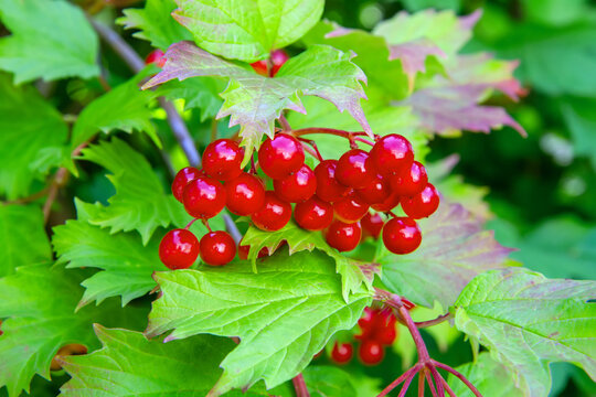 Red viburnum berries on a bush with green leaves. Fresh guelder rose fruit in summer garden. Natural organic harvest and botanical plant concept.