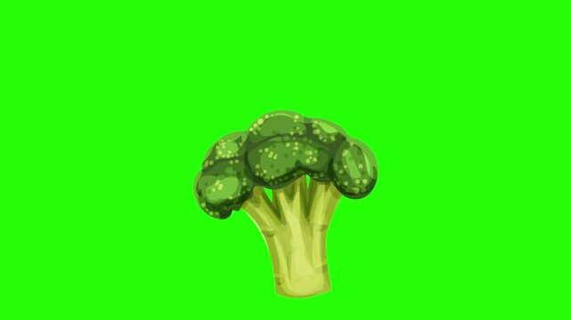 A fresh, hand-drawn illustration of a healthy broccoli floret set against 4K stock animation video on green screen for chroma key background in video editing.
