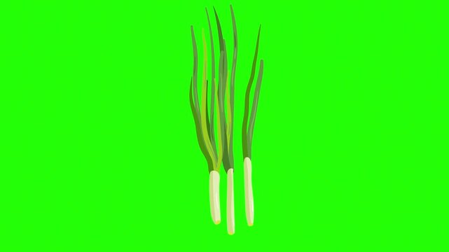 A fresh, hand-drawn illustration of scallions with long green stalks and white roots 4K stock animation video on green screen for chroma key background in video editing.