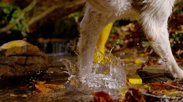 CLOSE UP, SLOW MOTION, LOW ANGLE VIEW: Dog and its owner crossing shallow forest creek on sunny autumn day. Playful pet jumps through water beside yellow boots, sending up splashes among fallen leaves
