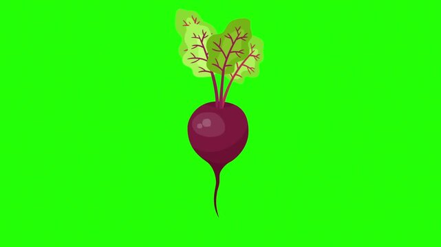 A vibrant, hand-drawn animation of a purple beetroot with lush green leaves 4K stock animation video on green screen for chroma key background in video editing.