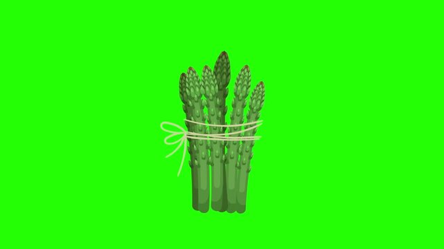 A vibrant, hand-drawn illustration of a fresh asparagus bunch tied with a string, set against 4K stock animation video on green screen for chroma key background in video editing.