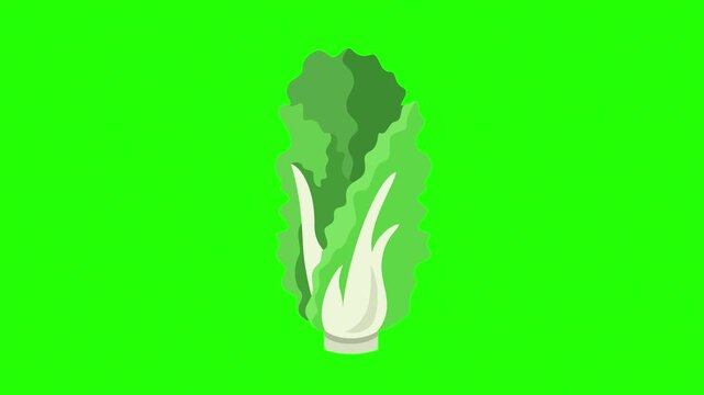 A vibrant, hand-drawn illustration of Chinese cabbage set against 4K stock animation video on green screen for chroma key background in video editing.