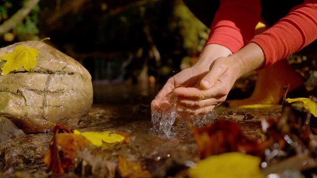 CLOSE UP, SLOW MOTION, LOW ANGLE VIEW: Hands scooping fresh water from shallow forest creek on sunny autumn day. Refreshment in pristine brook among yellow leaves and wet stones on nature walk in fall