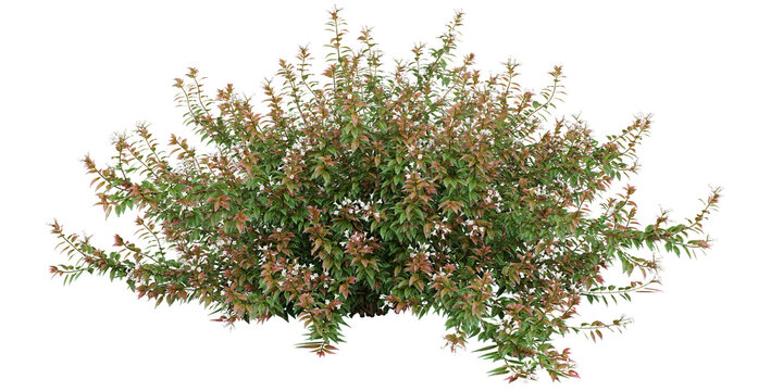 Glossy Abelia Isolated PNG, White Flowering Mounded Shrub, Transparent Background