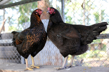 Chickens on the farm, close-up © Bowonpat