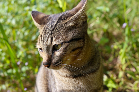 A cute tabby cat in a garden.