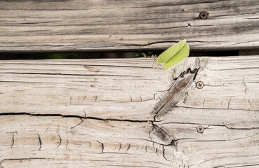 Textura de madera envejecida con tornillos oxidados y hoja verde emergiendo entre tablones como concepto de naturaleza y renovación © Manuela