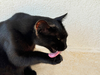 Black cat with its tongue sticking out is licking its paw © OLENA LIALINA