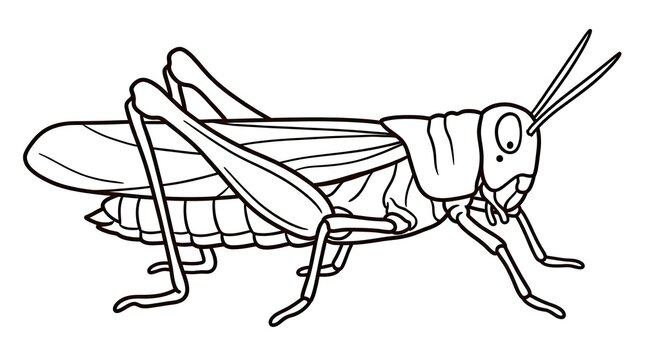 grasshopper on a white background