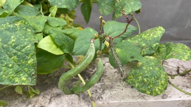 Green Bean Plant with Spotted Leaves  Fresh Vegetable Garden Vine