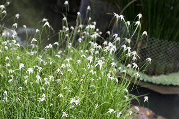 Fototapeta premium Close-up of the delicate white and green star-like bracts of Rhynchospora nervosa.
