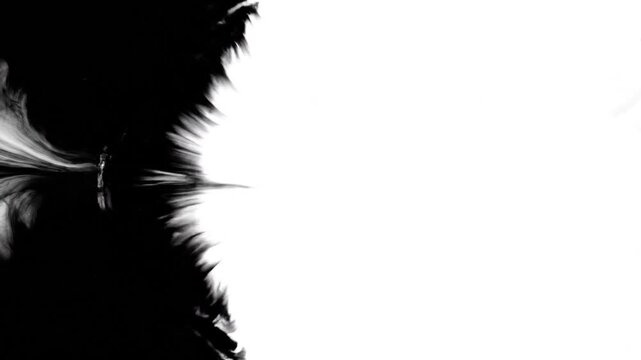 Black ink spreading across a white surface in a slow motion liquid abstract flow.