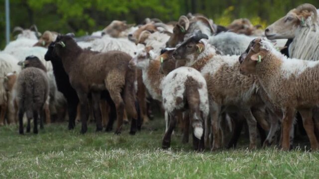 flock of sheep