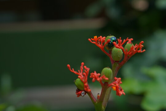 Macro shot of a shiny metallic green jewel bug resting on bright red Jatropha flowers. 