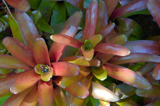 Close-up of a vibrant red and green bromeliad (Neoregelia) plant in a tropical garden.