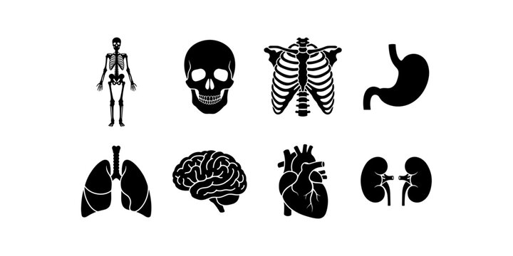 "Black silhouette vector illustration of human anatomy including skeleton skull rib cage stomach lungs brain heart kidneys organs"
