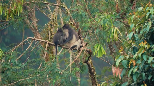 Pair of Wild Langur Monkeys Grooming and Resting on a Tree Branch in Lush Tropical Jungle Rainforest