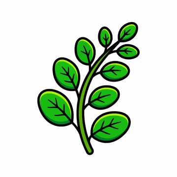 Green moringa oleifera leaf branch clipart icon, fresh drumstick tree leaves vector illustration for herbal medicine, healthy superfood, cosmetics, and botanical design isolated on white background. 