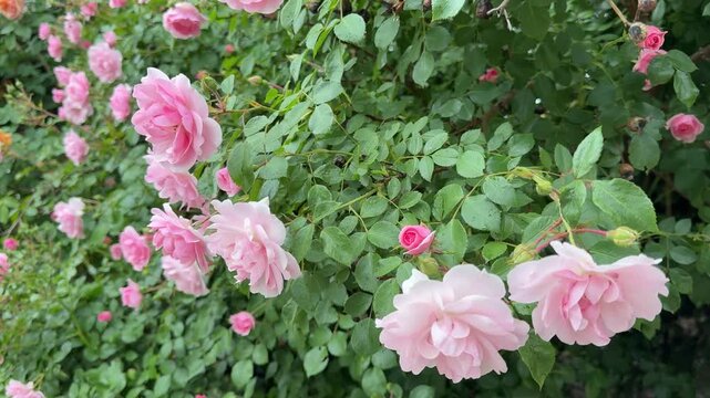 Rose shrub delicate pink roses flowers in garden.