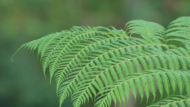 Lush Green Fern Fronds Close-up in a Tropical Rainforest with Soft Blurred Bokeh Background