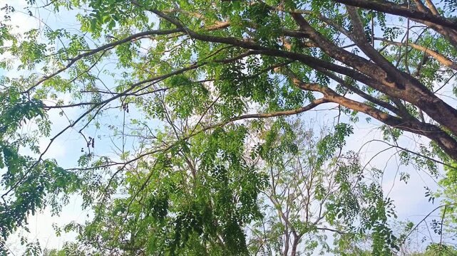 Bottom Up View Of Lush Green Tree Canopy Blowing In Gentle Breeze