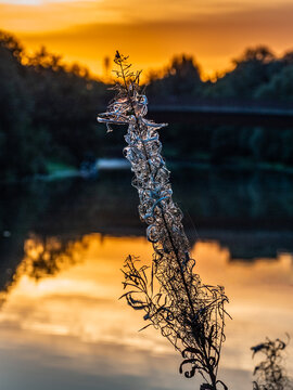 Rosebay willowherb seed head backlit against a golden sunrise reflection on water