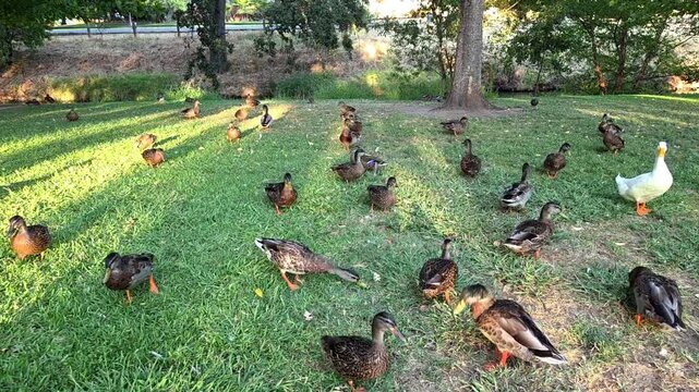 ducks in the park
