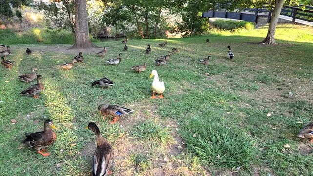 ducks on the grass