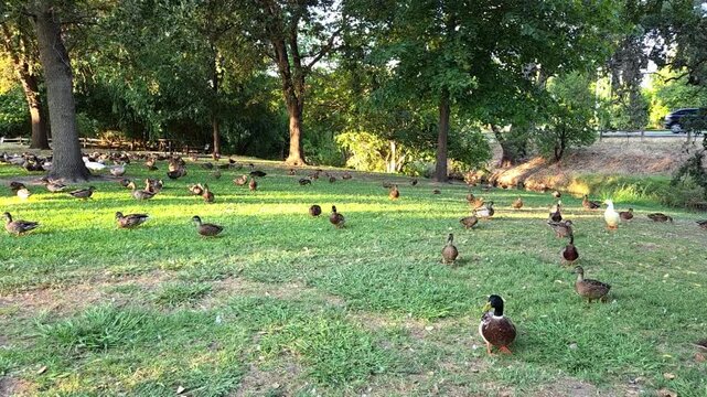 duck and ducklings