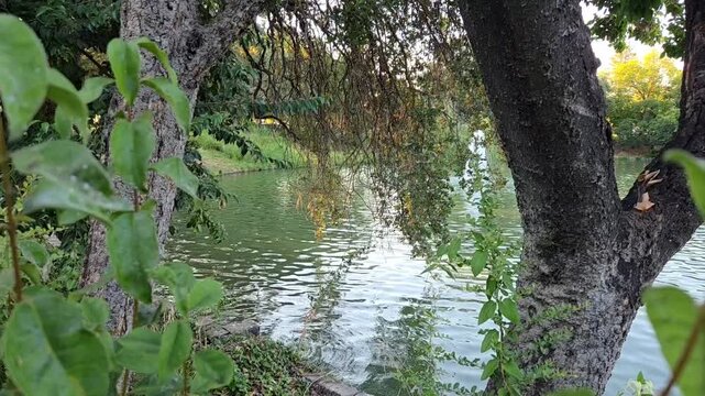 tree in the pond