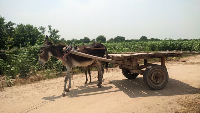 Donkey pulling wooden cart on dirt road in countryside outdoor photo for traditional rural transport and agriculture concept