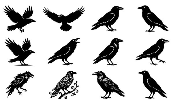 Black crows flying and perched in various poses