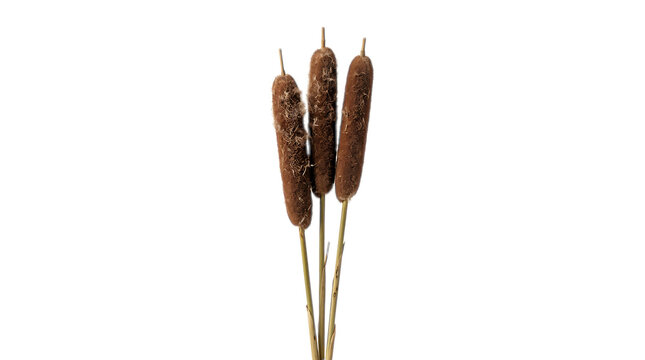 Three Cattails on White Background: A simple yet elegant composition featuring three brown cattail seed heads on slender stalks, presented against a clean white backdrop.