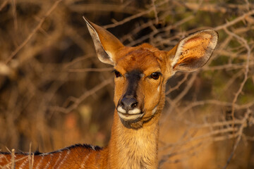 Nyala antelope in African woodland © Eliya