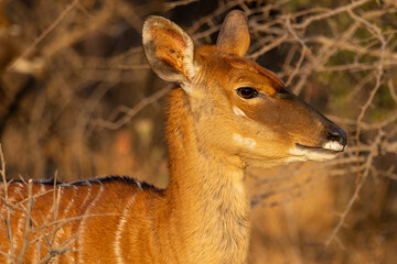 Nyala antelope side profile in the African bush © Eliya