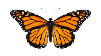 Naklejka premium Monarch Butterfly Close-up: A vibrant monarch butterfly displays its intricate orange and black wings, perfectly symmetrical and detailed against a clean background.